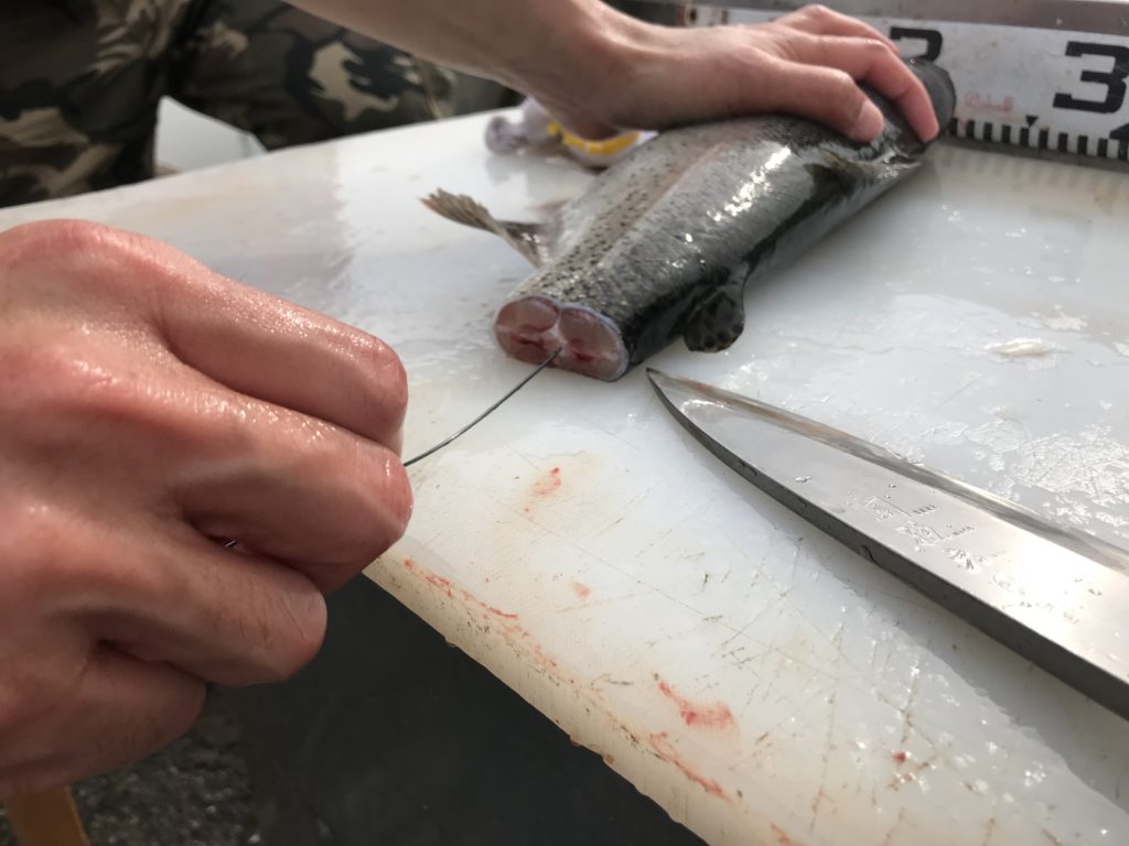 神経締めってなんだ ワイヤーを使った即締めでお魚をもっと美味しく食べよう 管釣りってなんだ 秘密結社ktc