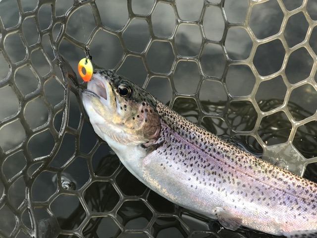 週末限定価格 管釣りルアー クランク オリカラ多 モカパニクラつぶアン